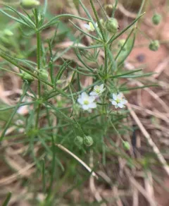 Corn spurrey thumbnail 3