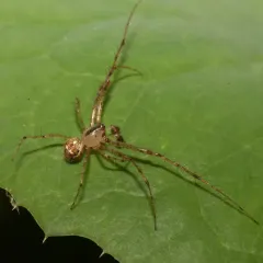 Common Pirate Spider thumbnail 2