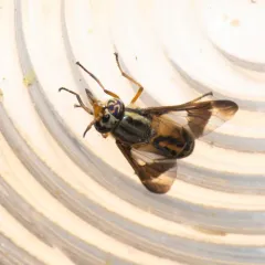 Mountain Deer Fly thumbnail 3