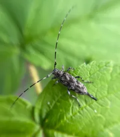 Little Flatface Longhorn Beetle thumbnail 2