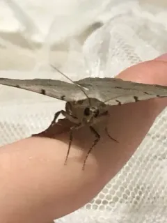 Moon-lined Moth thumbnail 2