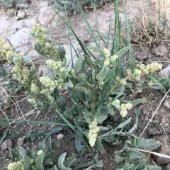 Gardner's Saltbush thumbnail 2