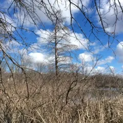 baldcypress thumbnail 3