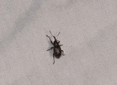 Pale-spotted gray weevil thumbnail 3