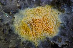 Golden Sweetheart thumbnail 2