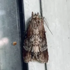 Gray-patched Prominent thumbnail 3