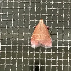 Posturing Arta Moth thumbnail 2