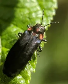 Alder Gall Buprestid thumbnail 2