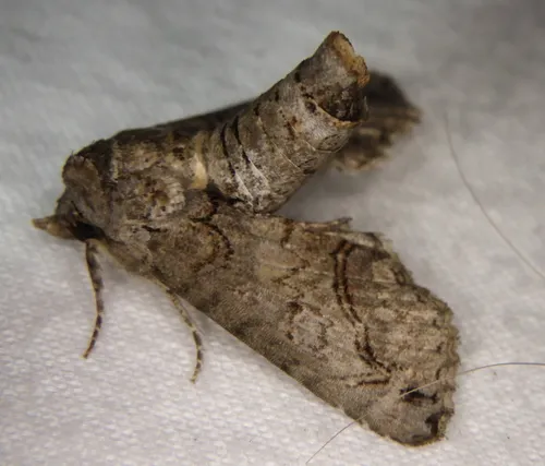 Large Paectes Moth