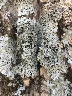 Cupped Fringe Lichen thumbnail 2