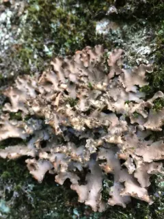 Fringed Moon Lichen thumbnail 1