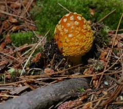 Red-Headed Yellow Dust Amanita thumbnail 4