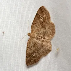 Pale Homochlodes Moth thumbnail 2