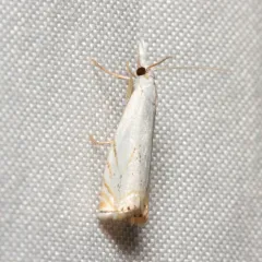 Small White Grass-veneer thumbnail 3