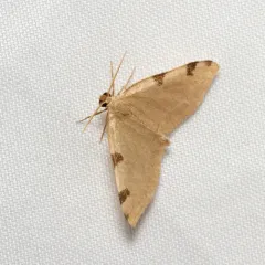 Three-spotted Fillip thumbnail 4