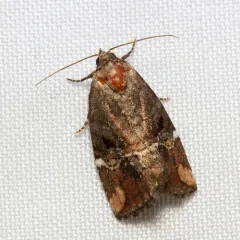 Variegated Midget thumbnail 3