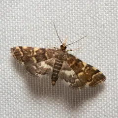 Yellow-spotted Webworm Moth thumbnail 3