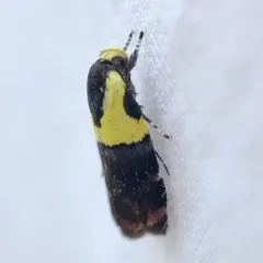 Yellow-vested Moth thumbnail 1