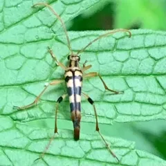 Yellow-horned Flower Longhorn Beetle thumbnail 4