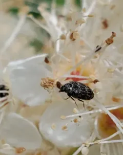 Anthrenus castaneae thumbnail 2