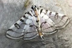 Zebra Conchylodes Moth thumbnail 2