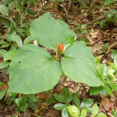 painted trillium thumbnail 2
