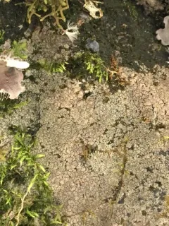 Rock Pimple thumbnail 4