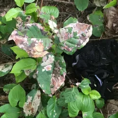 gaultheria leafminer moth thumbnail 3