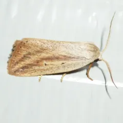 Feeble Grass Moth thumbnail 1