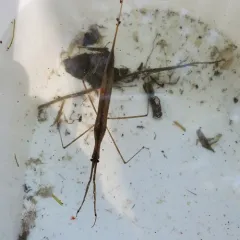 Brown Waterscorpion thumbnail 4