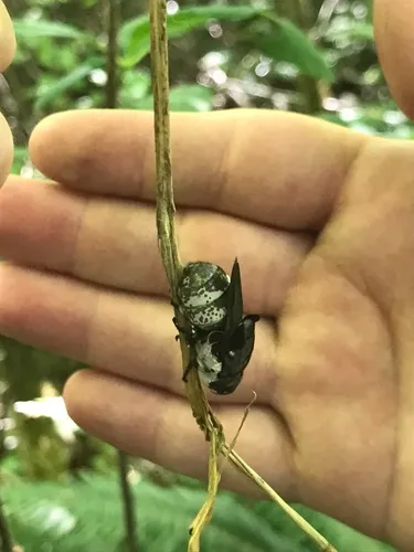 Cuterebra lepivora