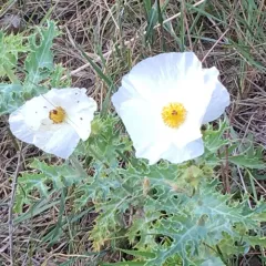 thistle poppy thumbnail 3