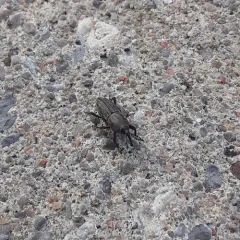 Bluegrass Billbug thumbnail 2