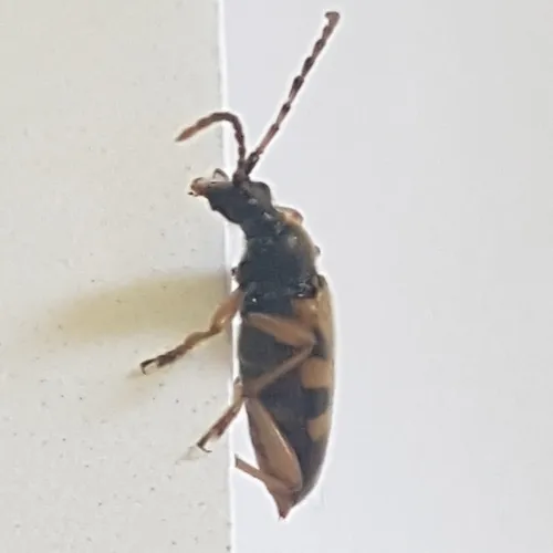 Xestoleptura crassipes