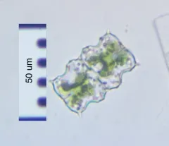 Euastrum ciastonii thumbnail 1