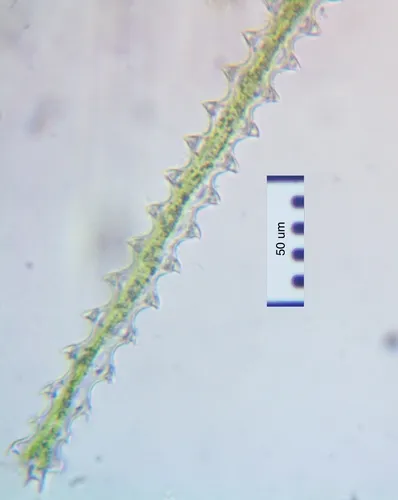 Triploceras gracile