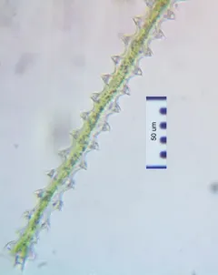 Triploceras gracile thumbnail 1