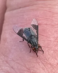 Bald Deer Fly thumbnail 2