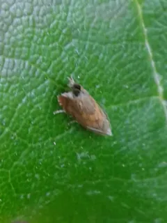 Tansy Root Moth thumbnail 2