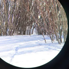 Willow Ptarmigan thumbnail 2