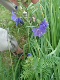 Blue Jacob's Ladder thumbnail 2