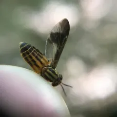 Striped Deer Fly thumbnail 3