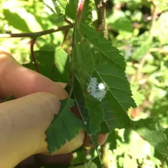 Alder Sawfly thumbnail 3