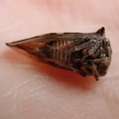 Virginia Creeper Treehopper thumbnail 3