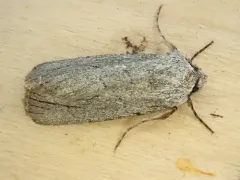 Sympistis chons thumbnail 3