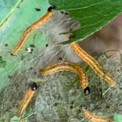 Cherry Webspinning Sawfly thumbnail 4
