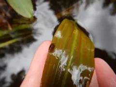 Creeping Ancylid thumbnail 1