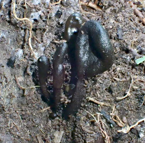 Geoglossum glabrum