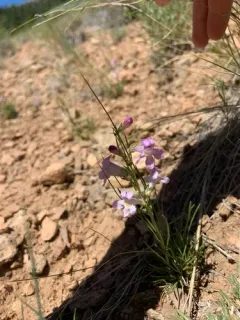 Larchleaf Beardtongue thumbnail 3