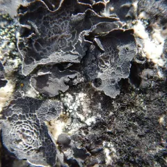 Netted Rocktripe Lichen thumbnail 2